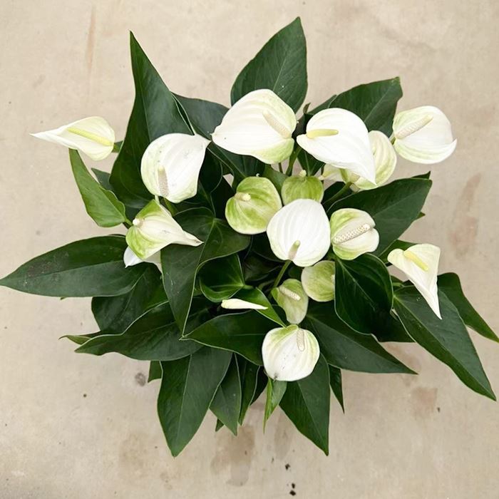 Anthurium Eclyps