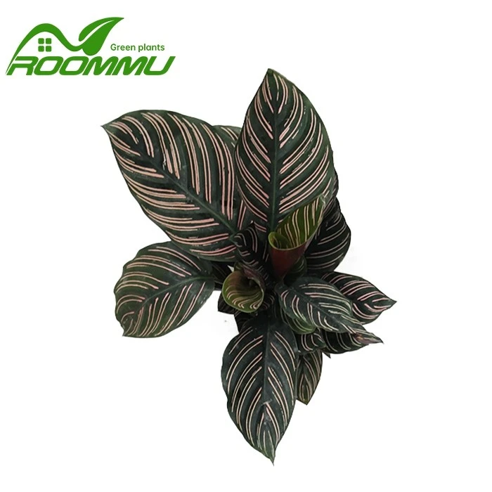 pin stripe calathea