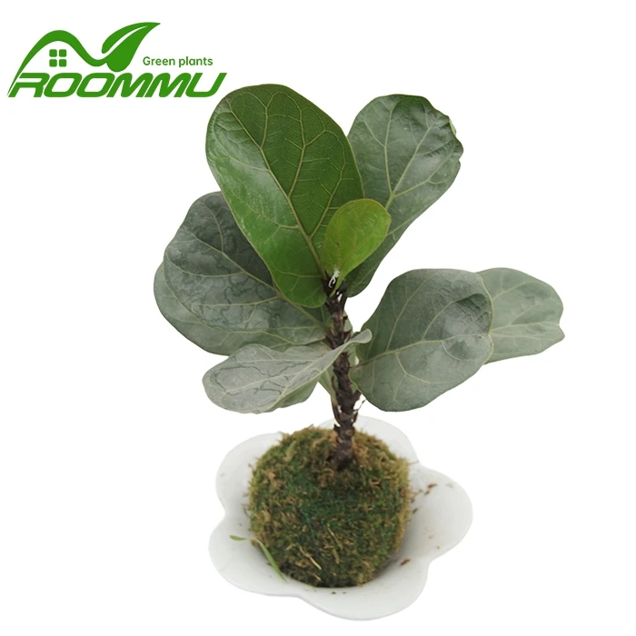 Live Fiddle Leaf Fig Tree