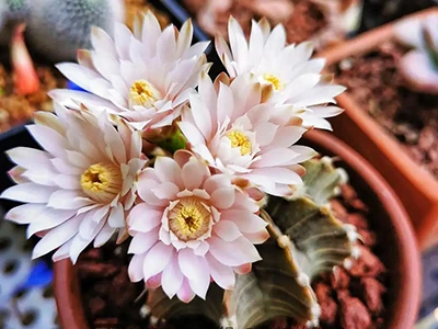 Kaktusblommor