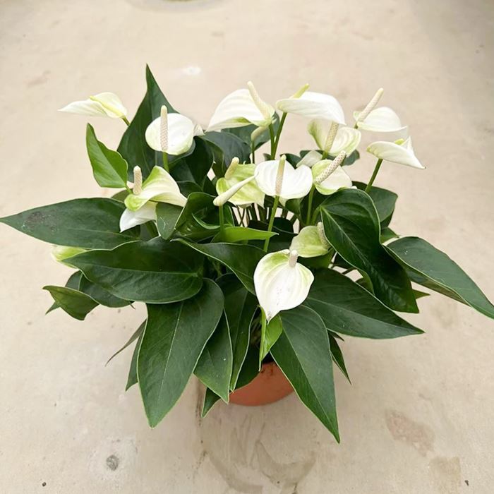 Anthurium Eclyps