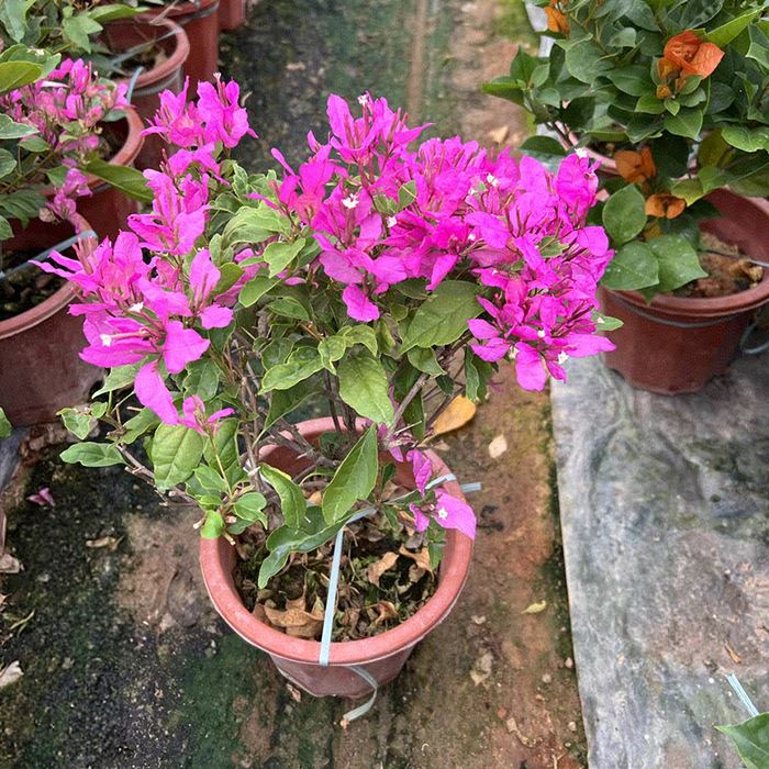 Bougainvillea Peruviana 'ängel'