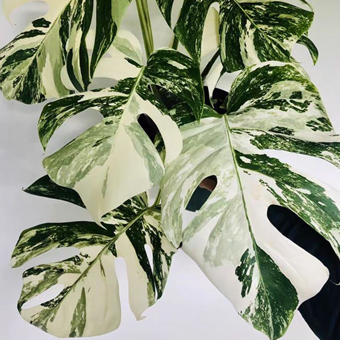 Monstera Deliciosa Var Borsigiana Albo Variegata