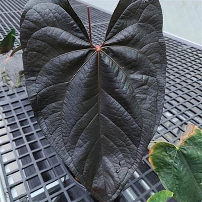 Anthurium Queens Of Hearts