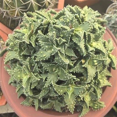 Faucaria Felina Subs Tuberculosa Cv Super Warty