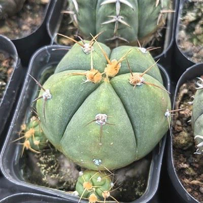 Gymnocalycium Horstii kaktus