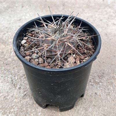 Gymnocalycium mazanense