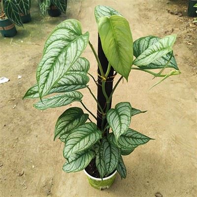 Monstera Siltepecana-växt